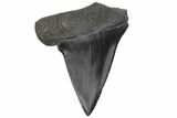 Fossil Broad-Toothed Mako Tooth - South Carolina #214608-1